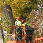 ¿Cuándo empieza la poda de árboles?